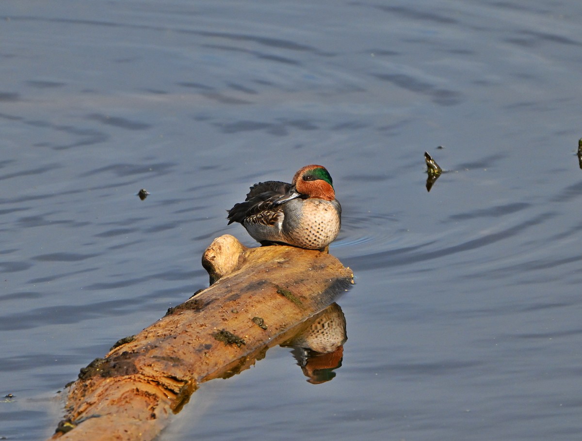 Çamurcun - ML644680613