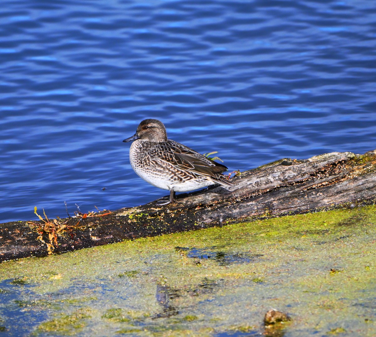 Çamurcun - ML644680614