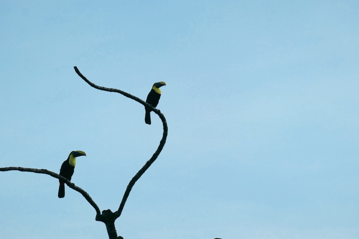 Yellow-throated Toucan - ML644680622