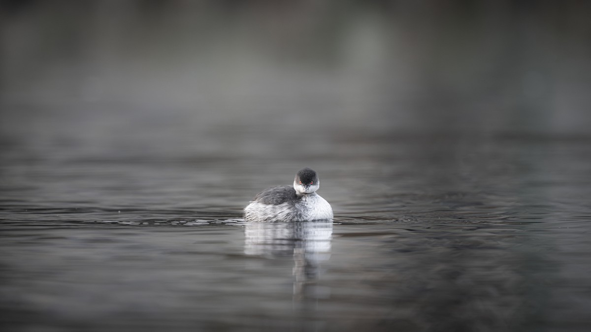 Eared Grebe - ML644680623