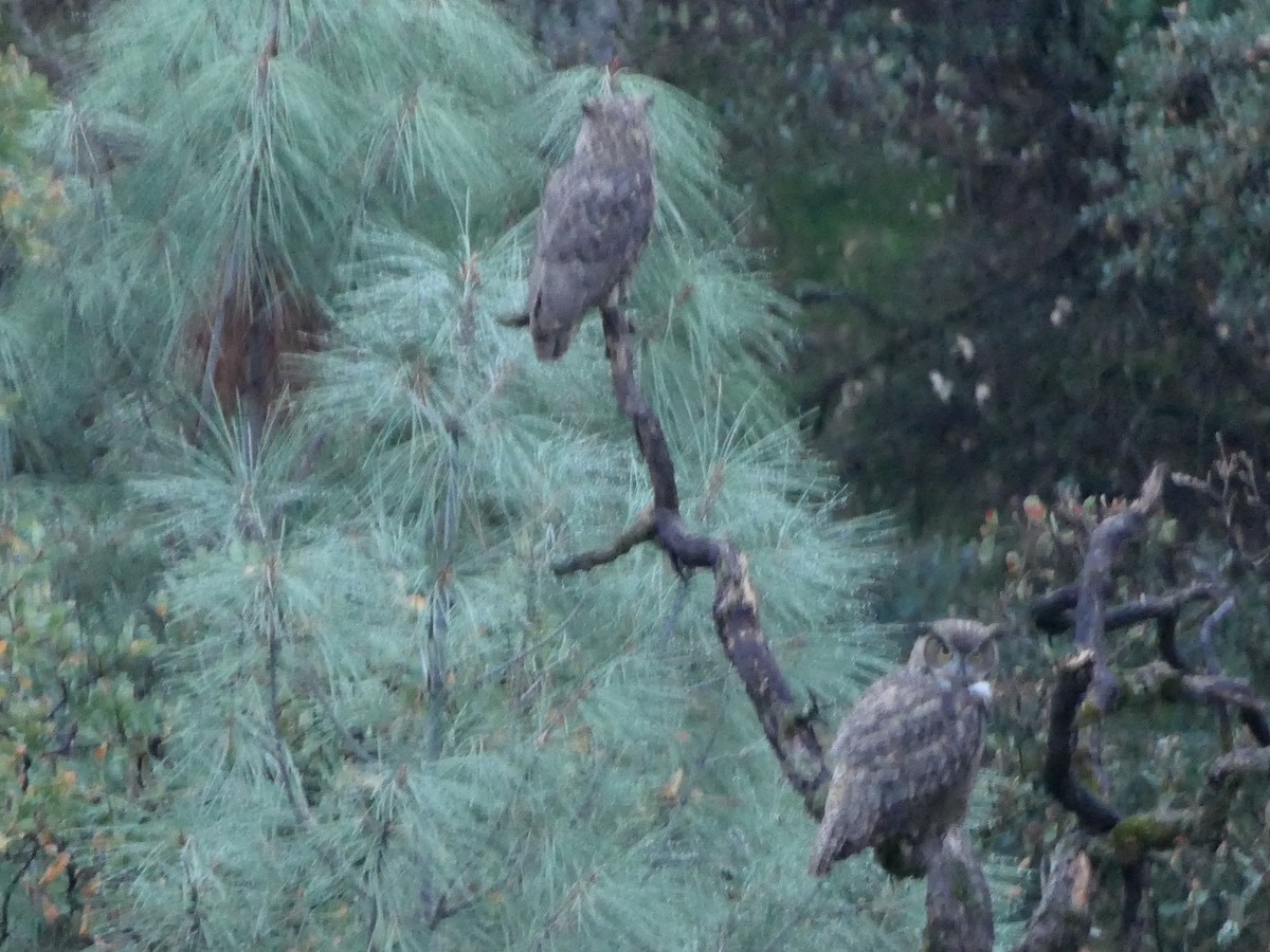 Great Horned Owl - ML644680644