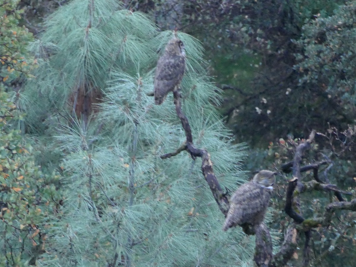 Great Horned Owl - ML644680645