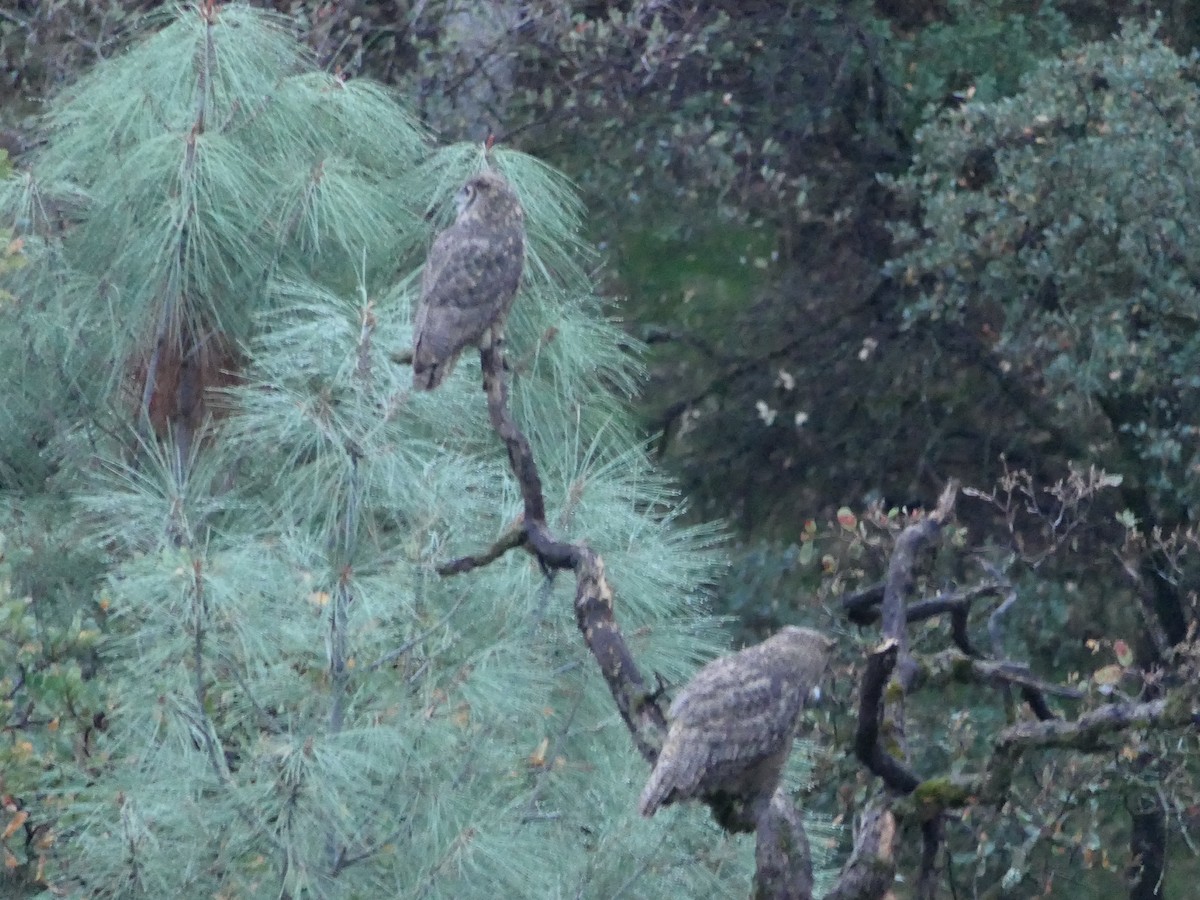 Great Horned Owl - ML644680646