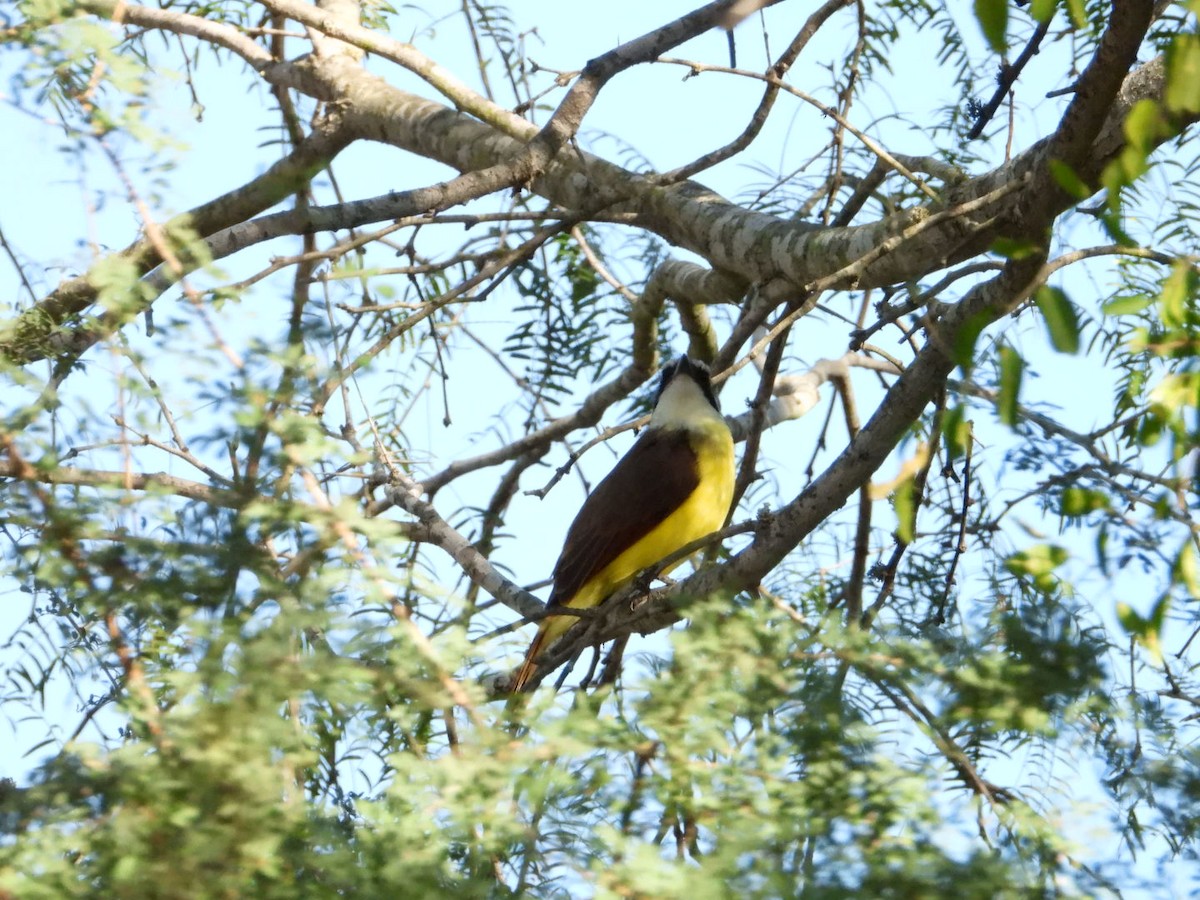 Great Kiskadee - ML644680647