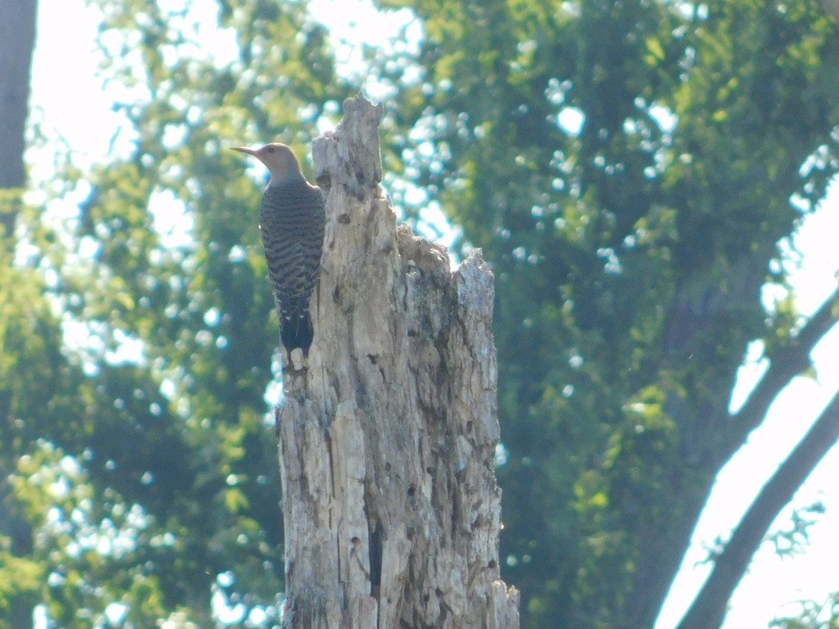 Northern Flicker - ML644680648
