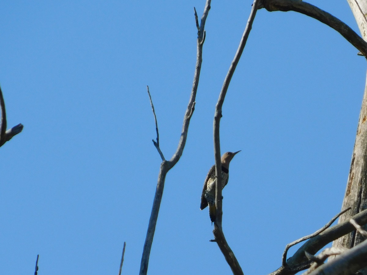 Northern Flicker - ML644680651