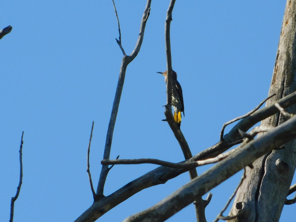 Northern Flicker - ML644680652