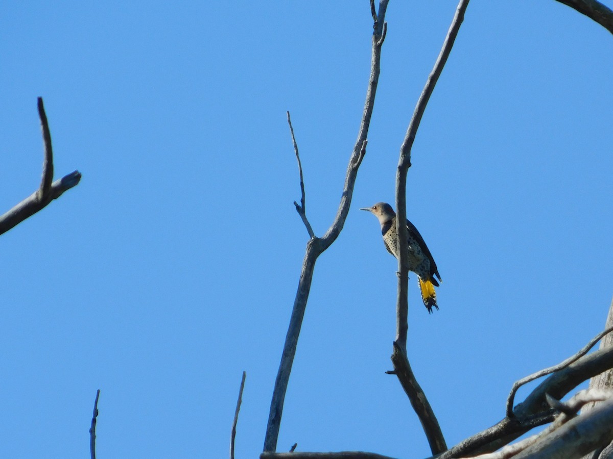 Northern Flicker - ML644680653