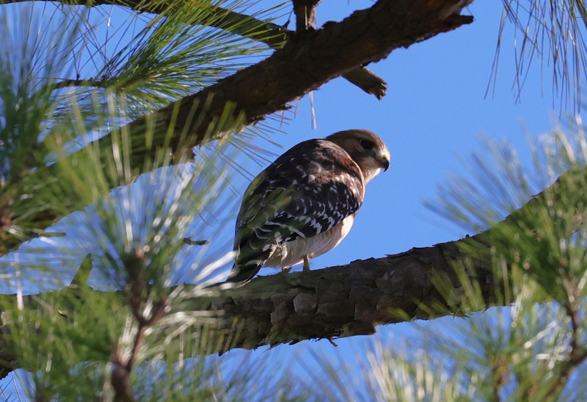 Red-shouldered Hawk - ML644680654