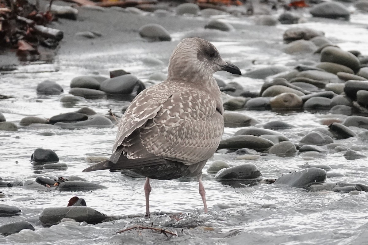 American Herring x Glaucous-winged Gull (hybrid) - ML644680656