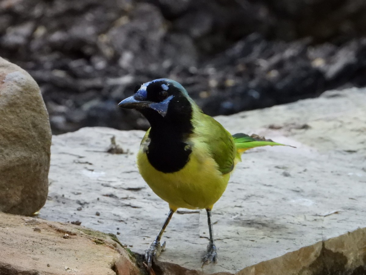 Green Jay - ML644680657