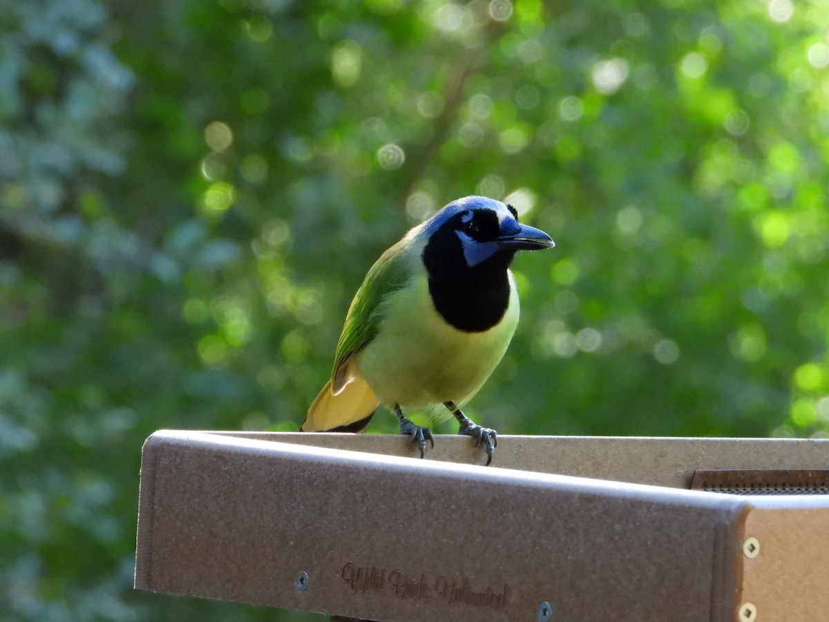 Green Jay - ML644680658