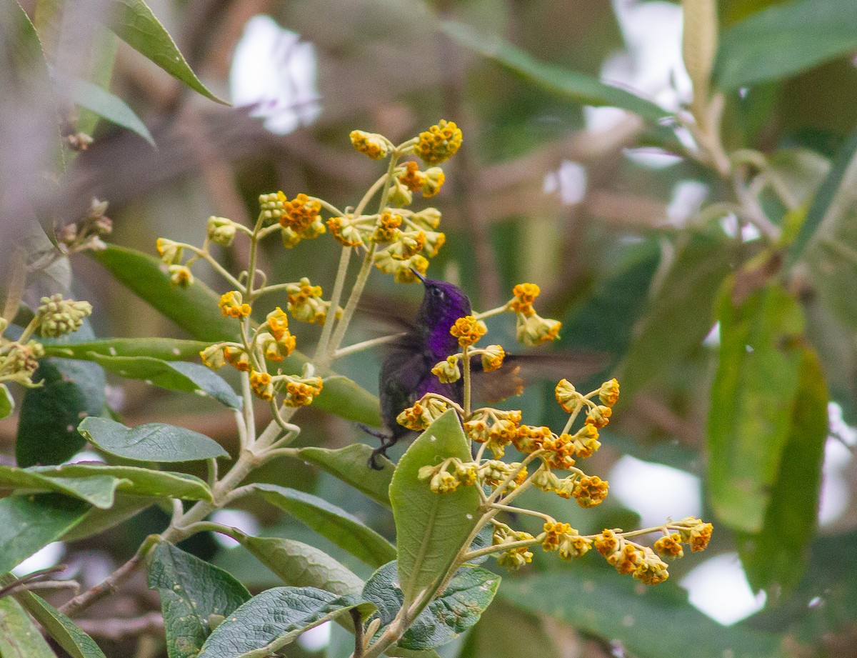Purple-backed Thornbill - ML644680659