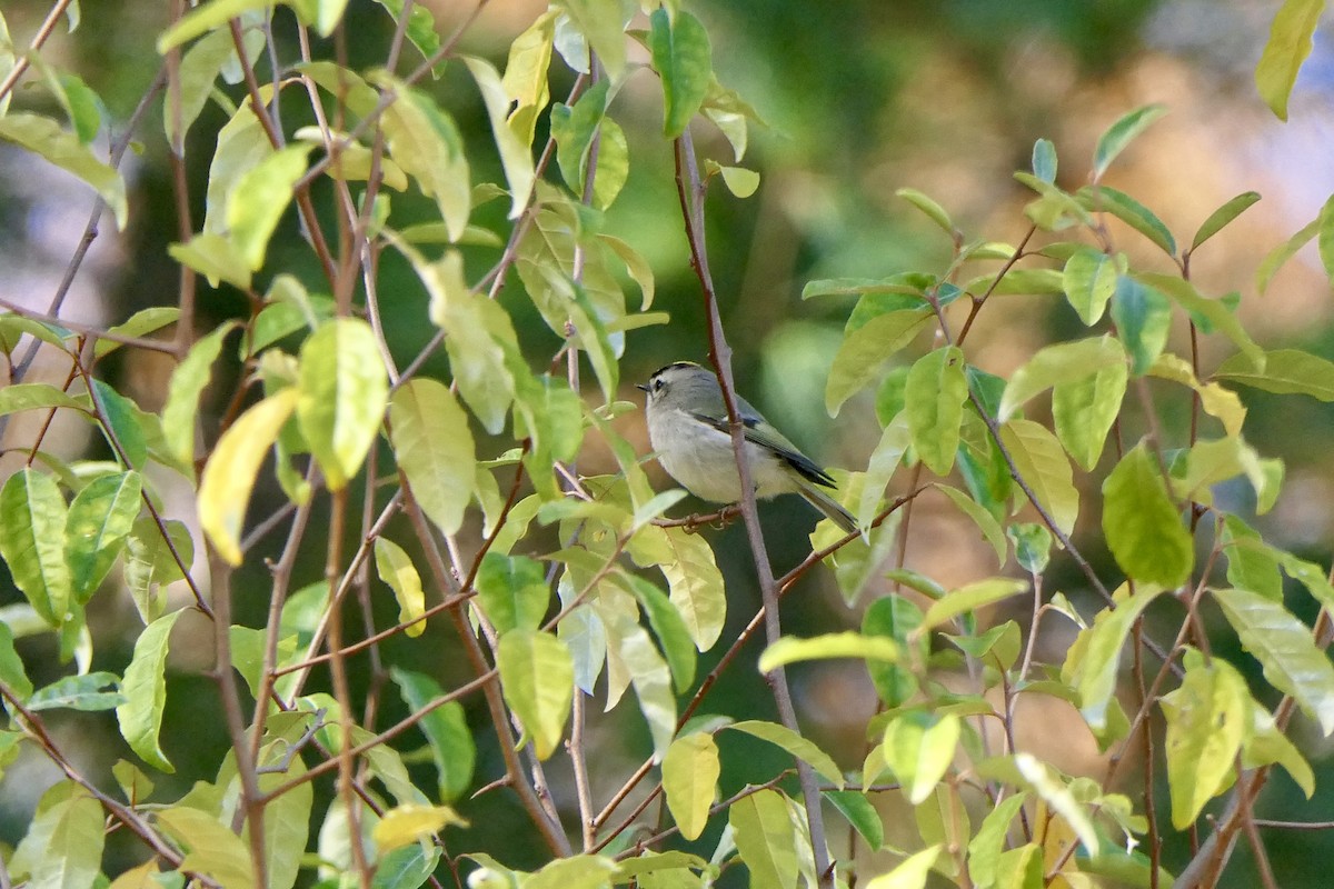 Golden-crowned Kinglet - ML644680661