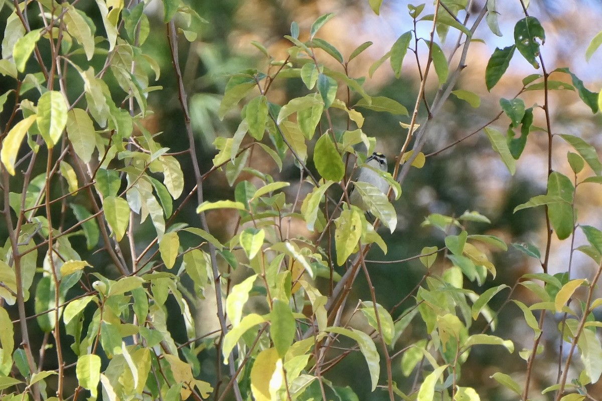 Golden-crowned Kinglet - ML644680662