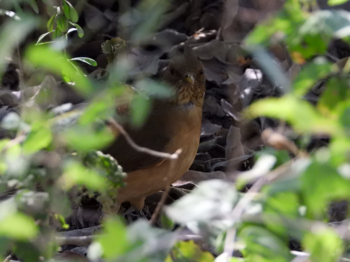 Clay-colored Thrush - ML644680663