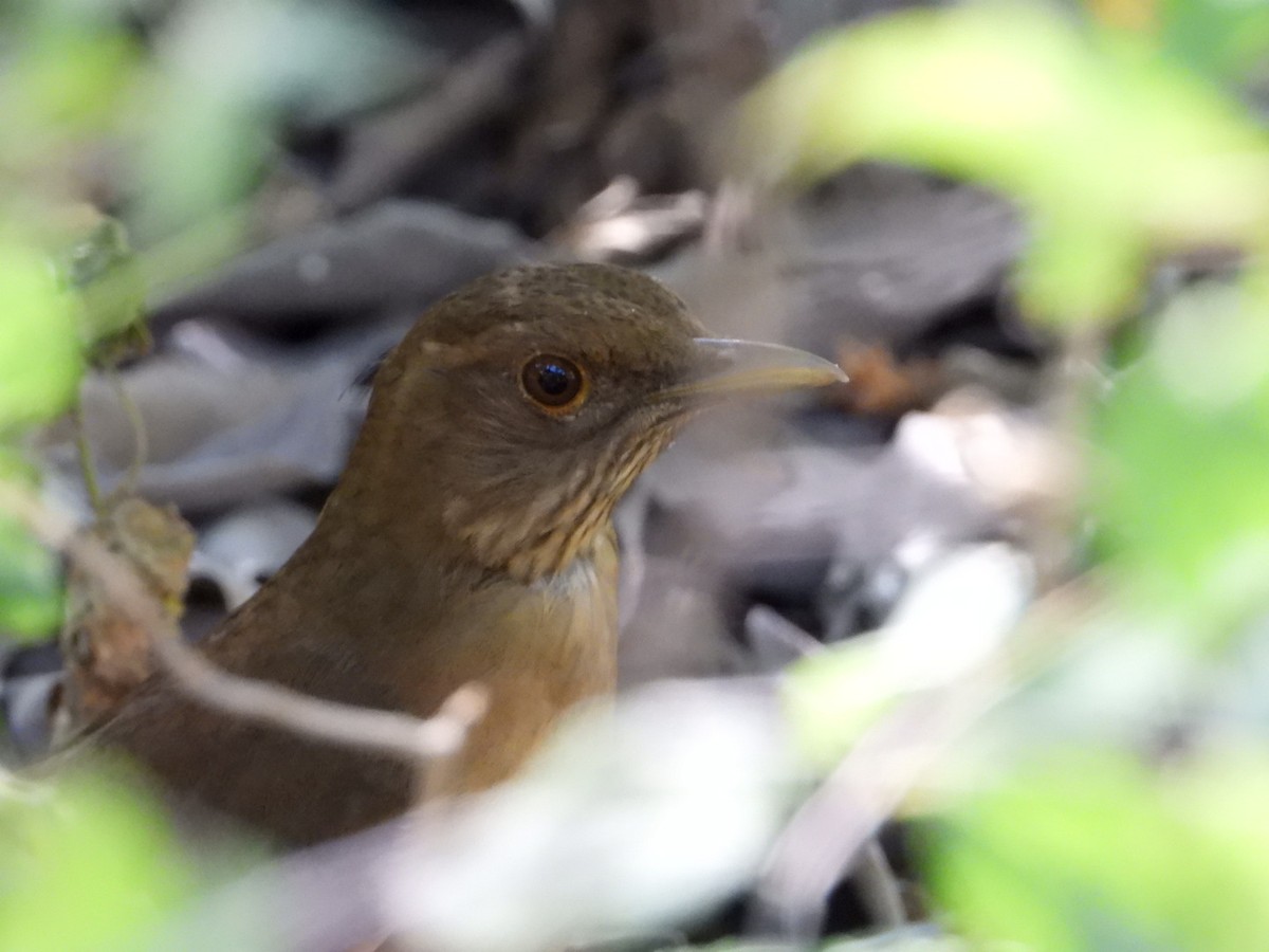 Clay-colored Thrush - ML644680664