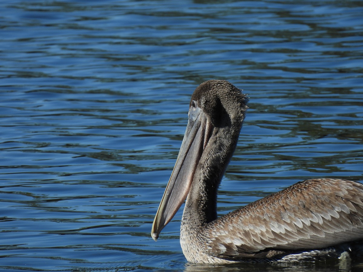 Brown Pelican - ML644680665