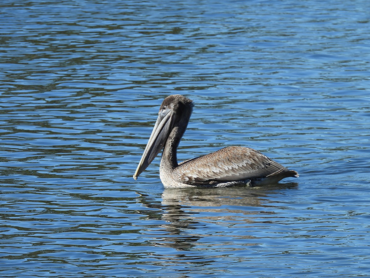 Brown Pelican - ML644680666