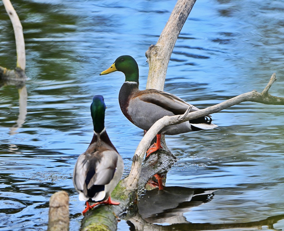 綠頭鴨 - ML644680668