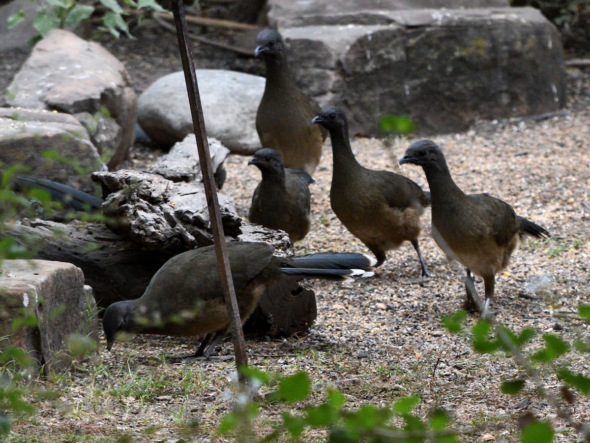 Plain Chachalaca - ML644680669