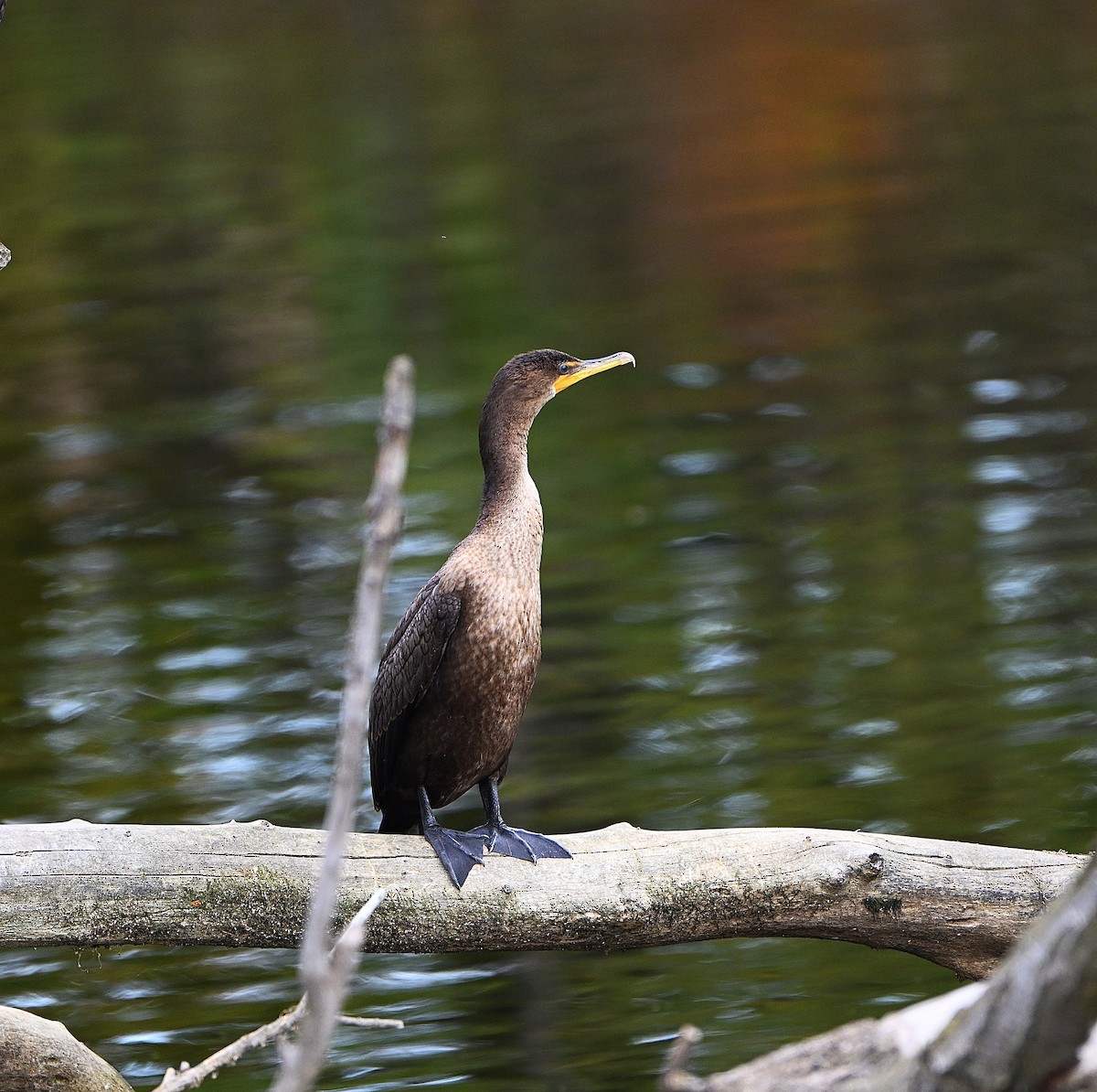 Double-crested Cormorant - ML644680673