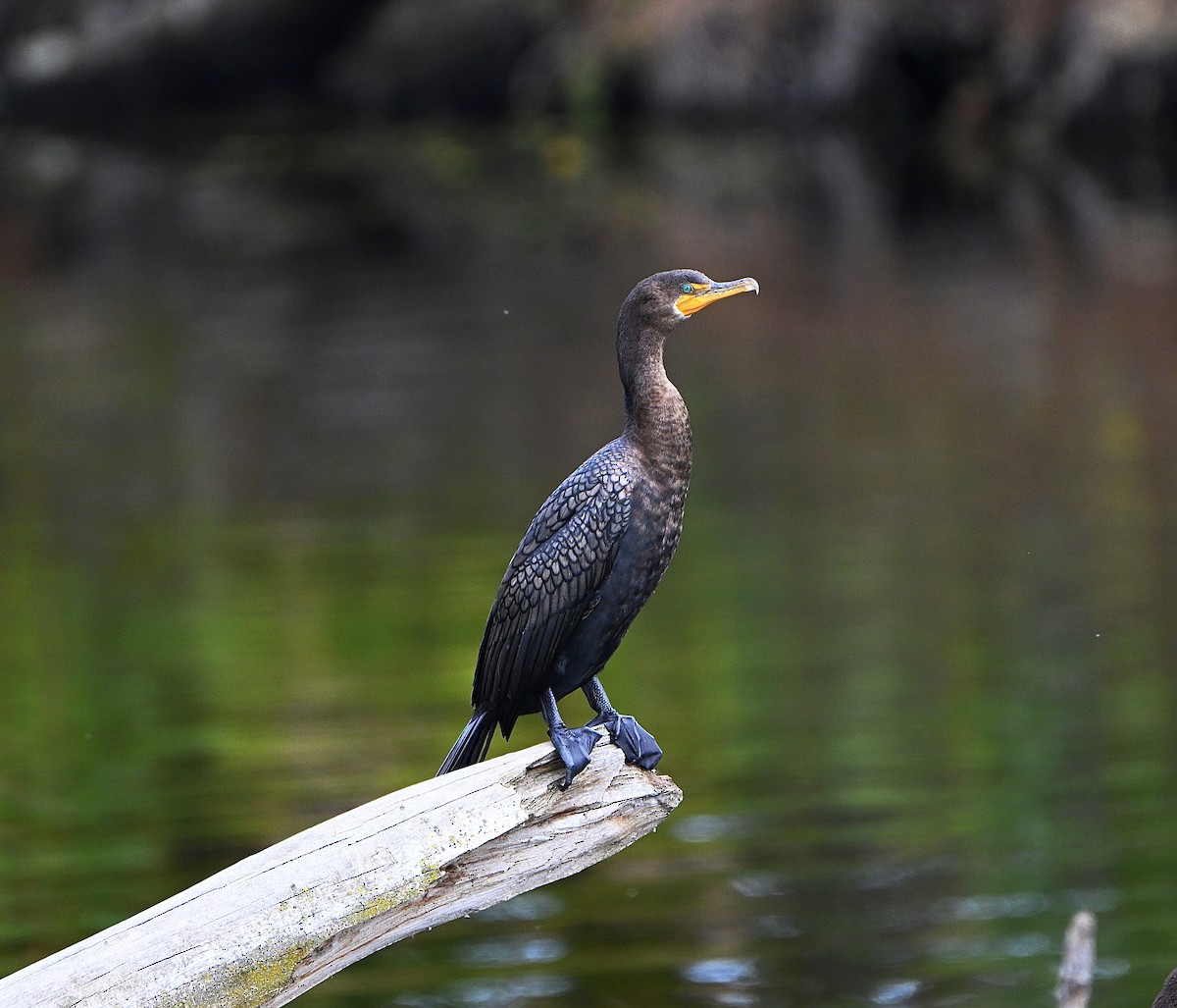 Double-crested Cormorant - ML644680674