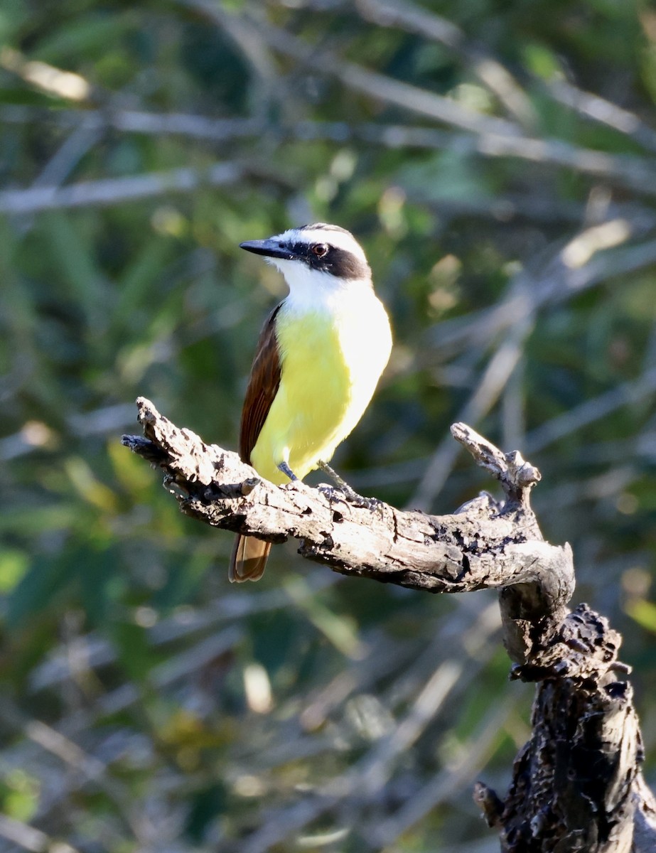Great Kiskadee - ML644680675