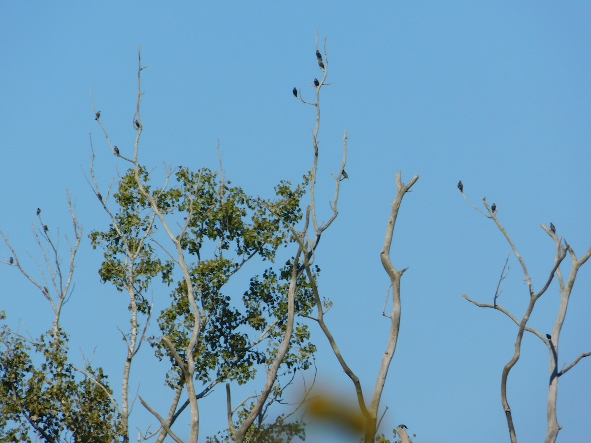 歐洲椋鳥 - ML644680677