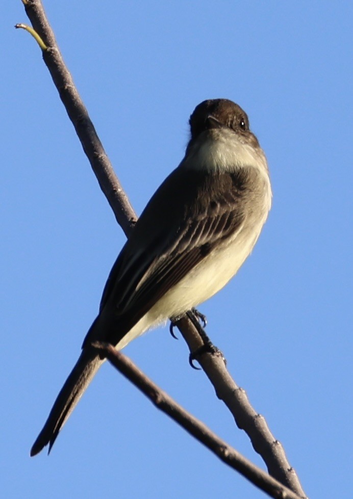Eastern Phoebe - ML644680687