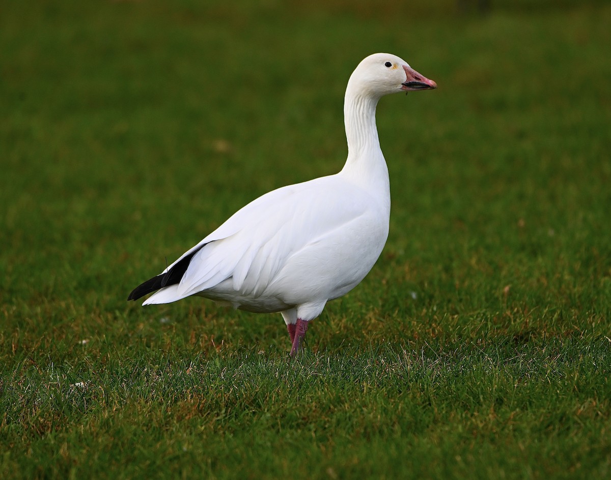 husa sněžní - ML644680693