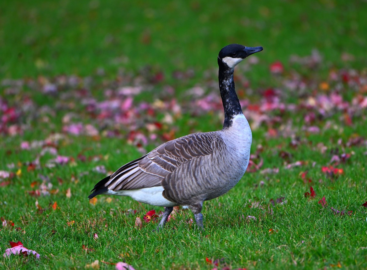 Канад галуу - ML644680696