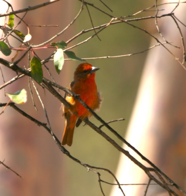Hepatic Tanager - ML644680697