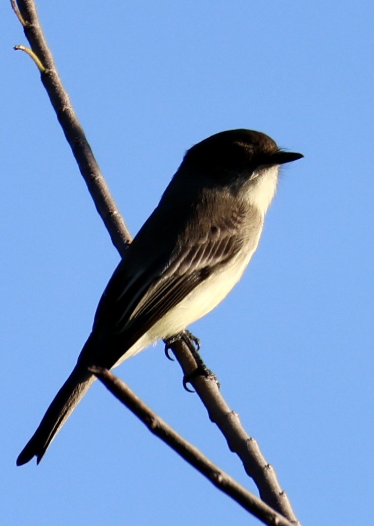 Eastern Phoebe - ML644680698