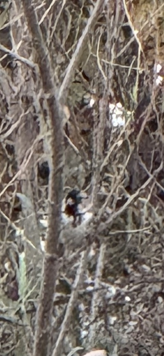 Harris's Sparrow - ML644680704