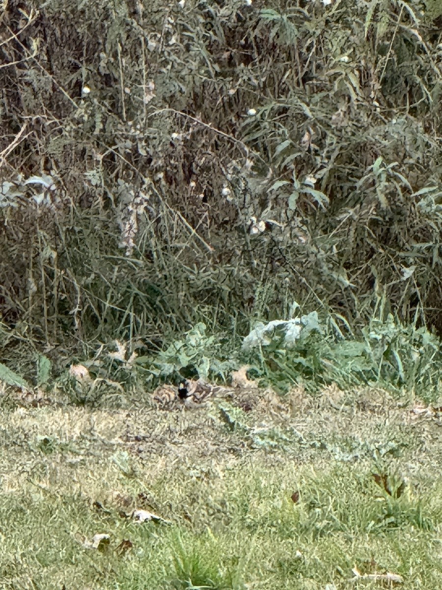 Harris's Sparrow - ML644680705