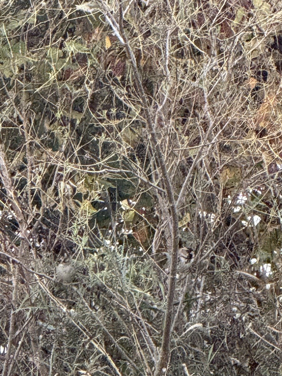 Harris's Sparrow - ML644680706