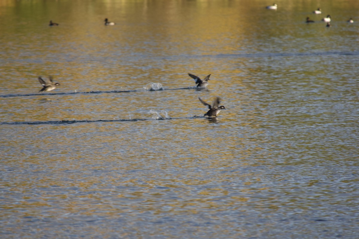 Гоголь-головастик - ML644680716