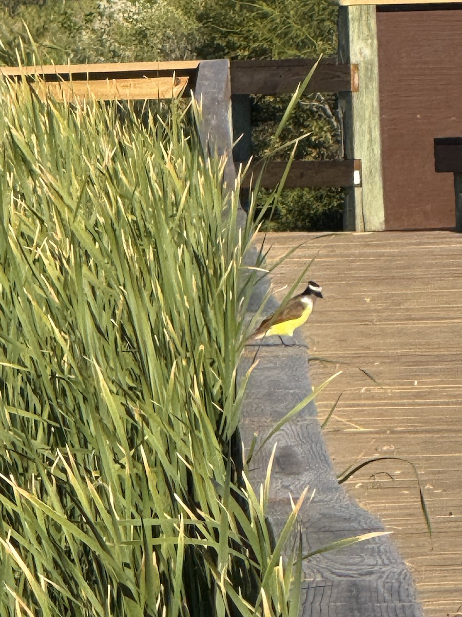 Great Kiskadee - ML644680718