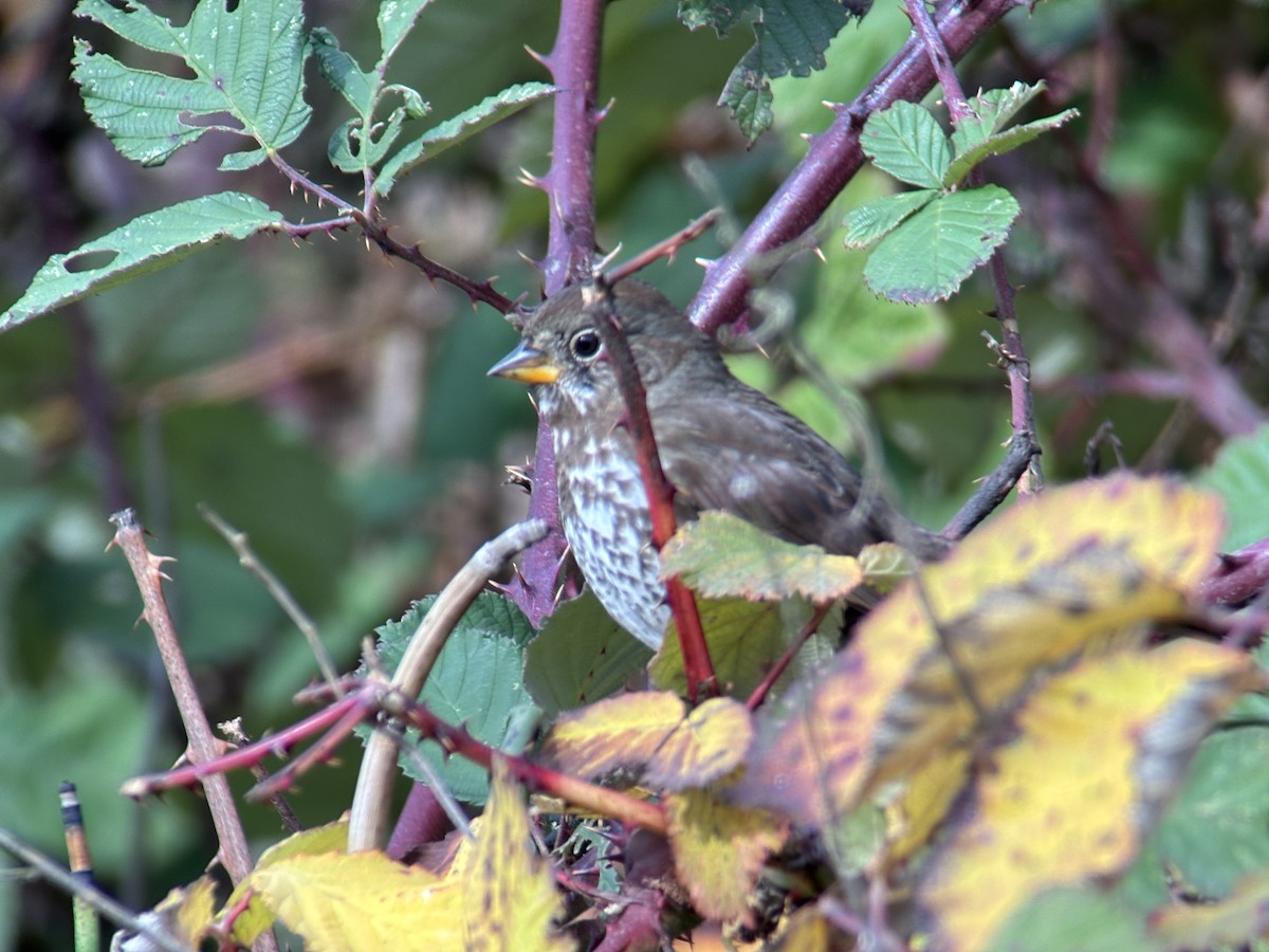 strnadec kaštanový - ML644680725