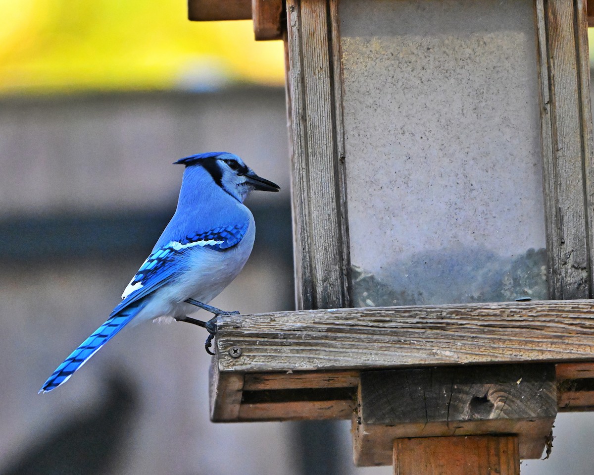 Blue Jay - ML644680731