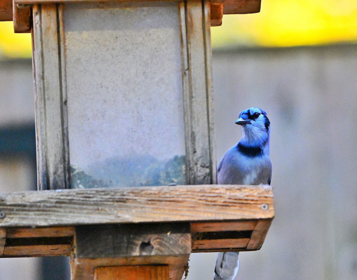 Blue Jay - ML644680732