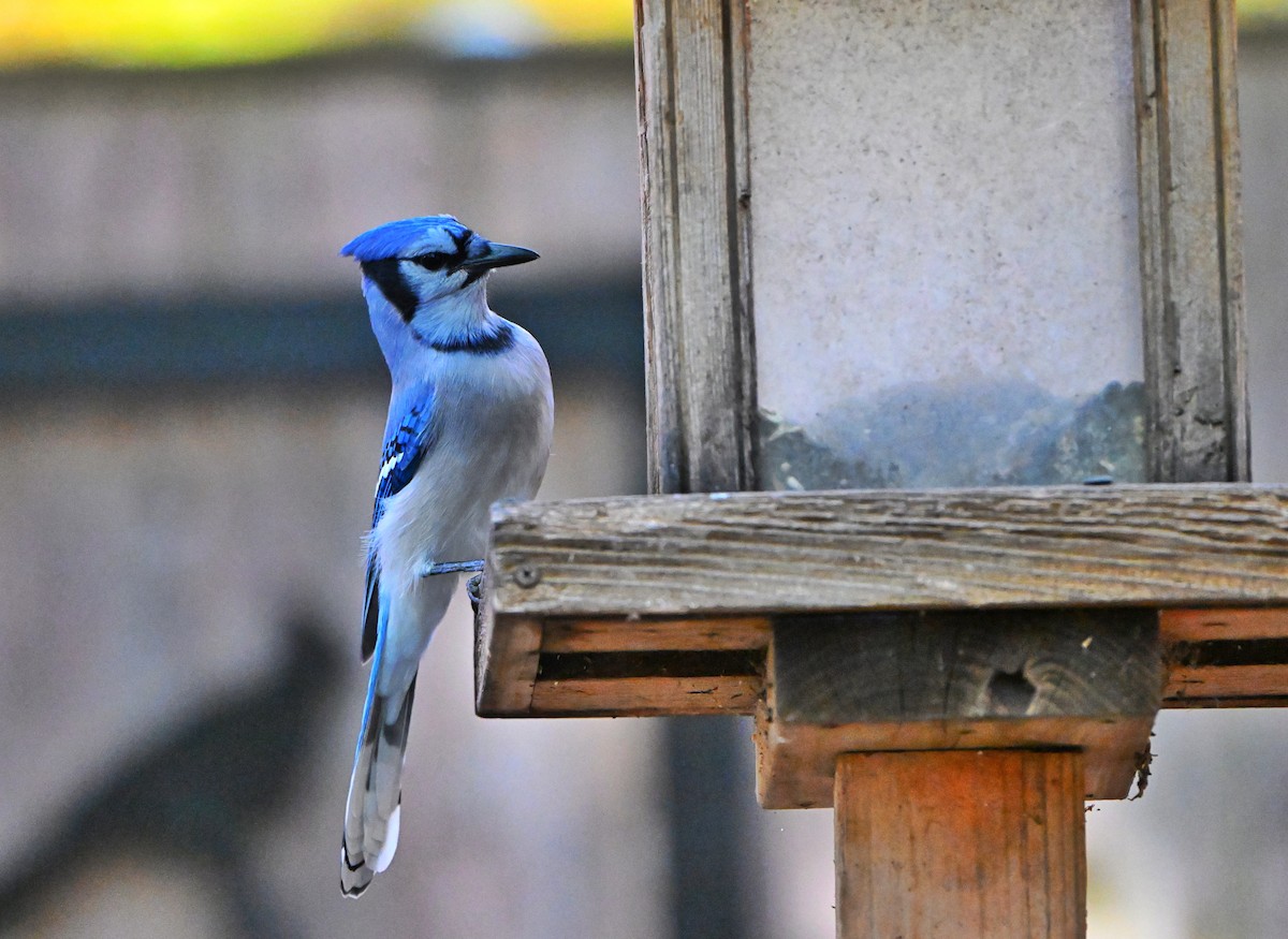 Blue Jay - ML644680733