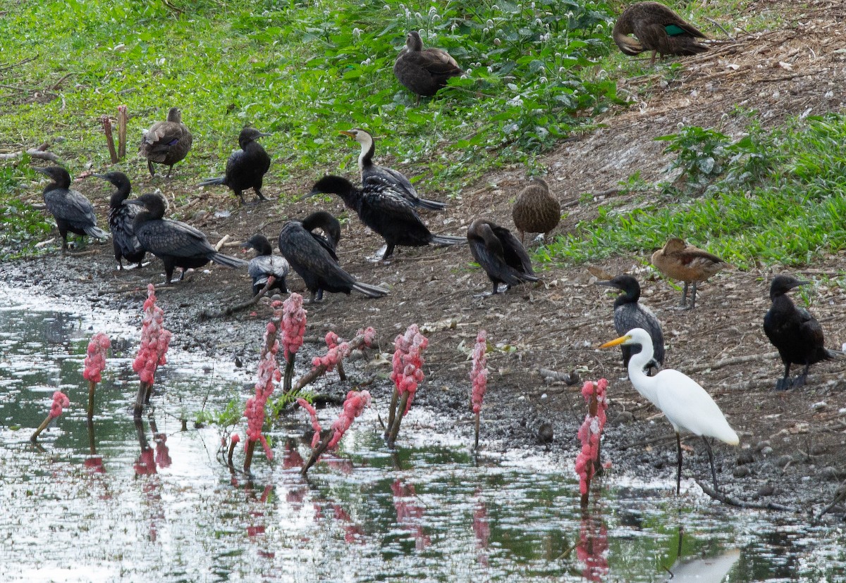 Little Black Cormorant - ML644680736
