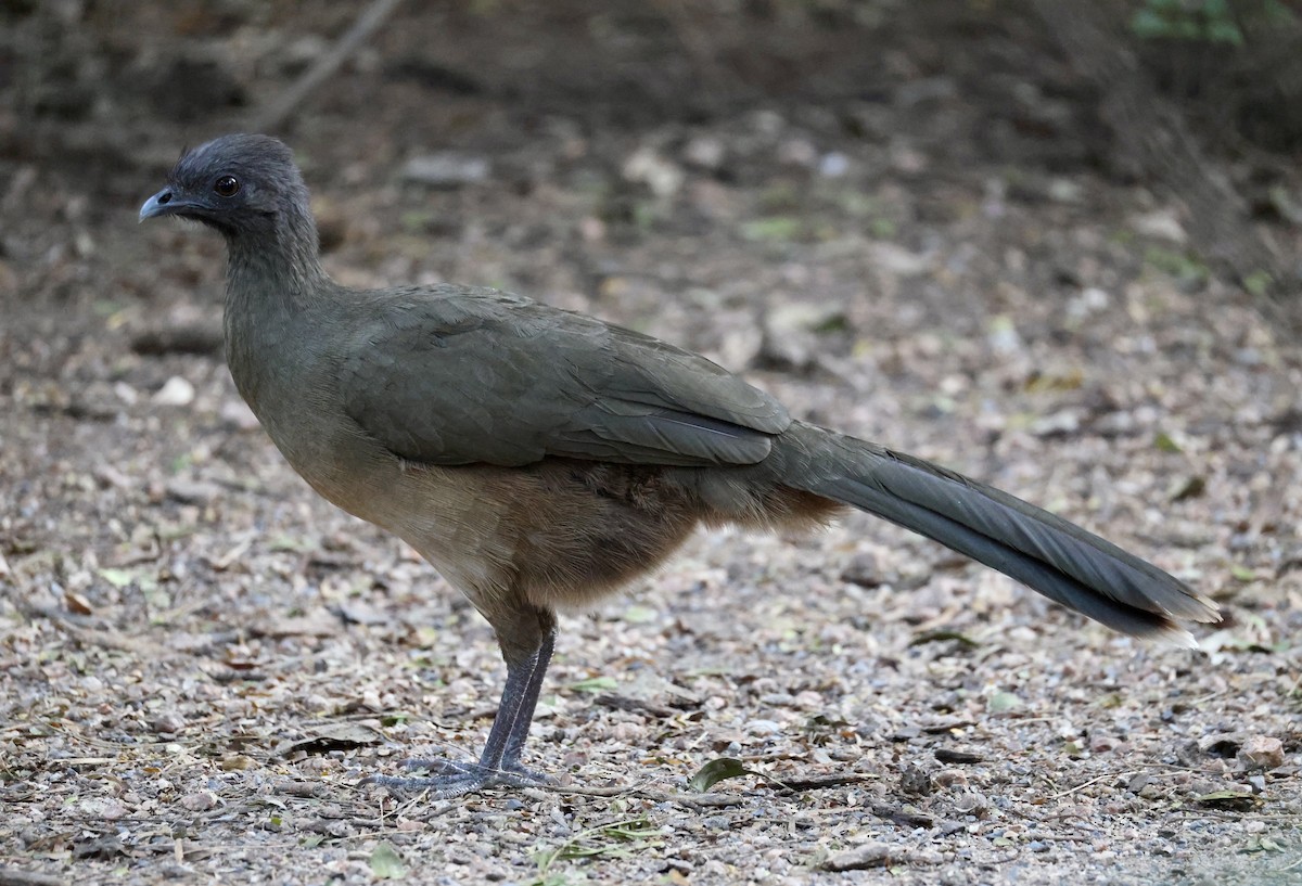 Plain Chachalaca - ML644680737