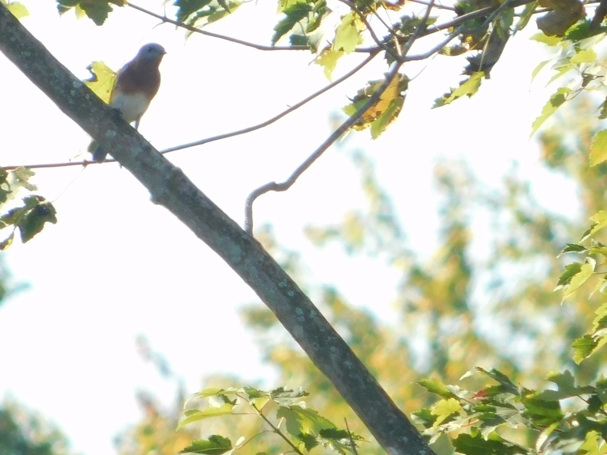 Eastern Bluebird - ML644680746