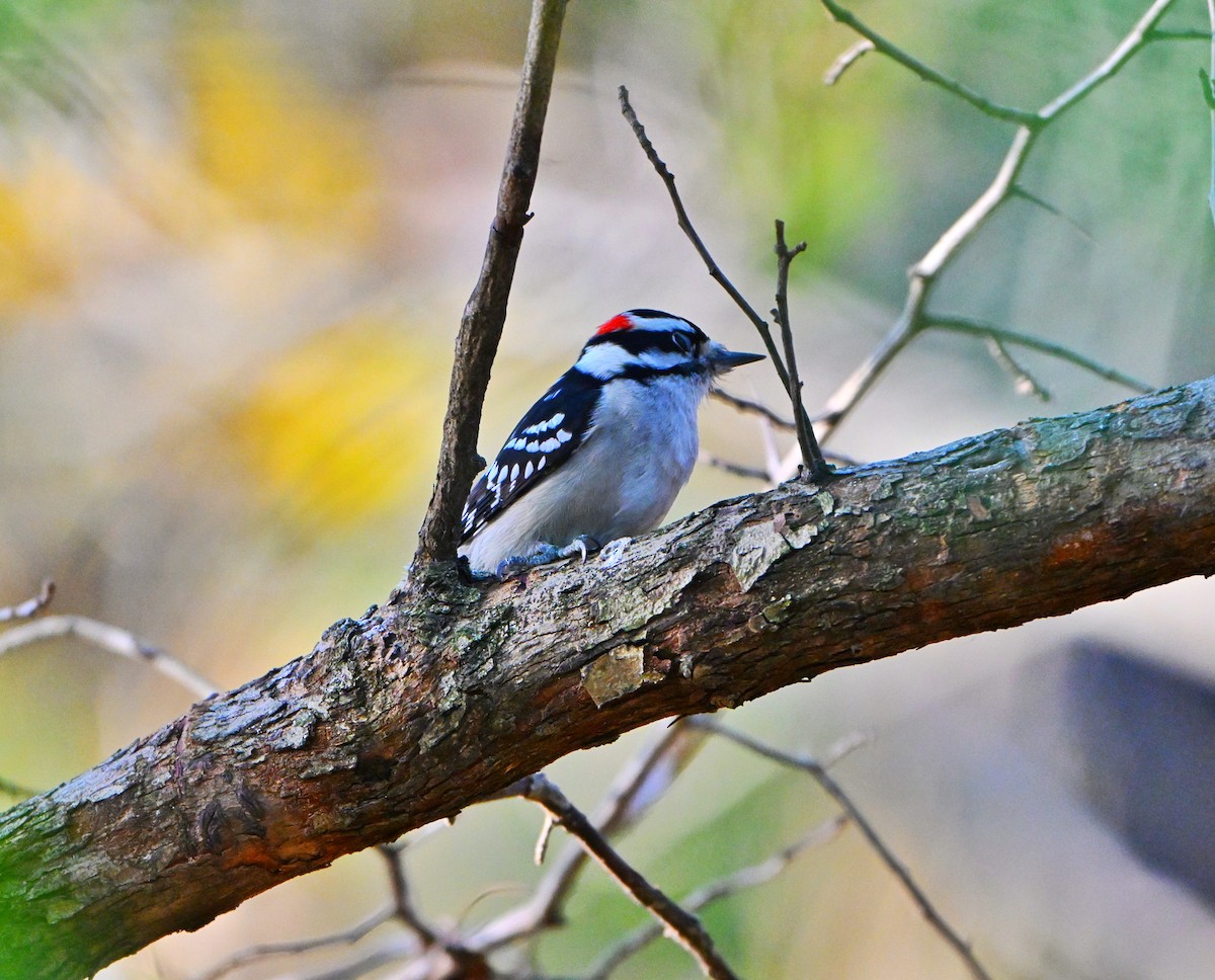Downy Woodpecker - ML644680771