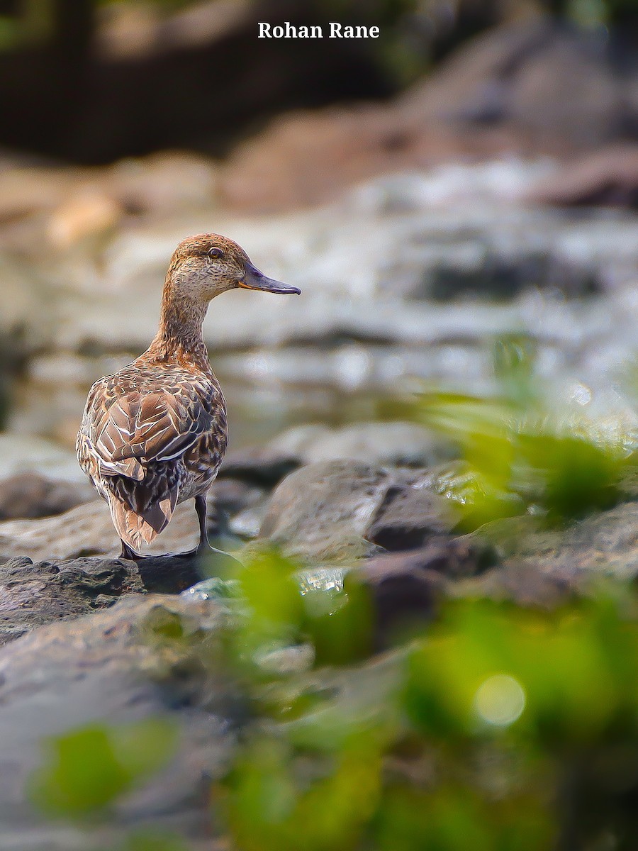 Sarcelle d'hiver - ML644680773