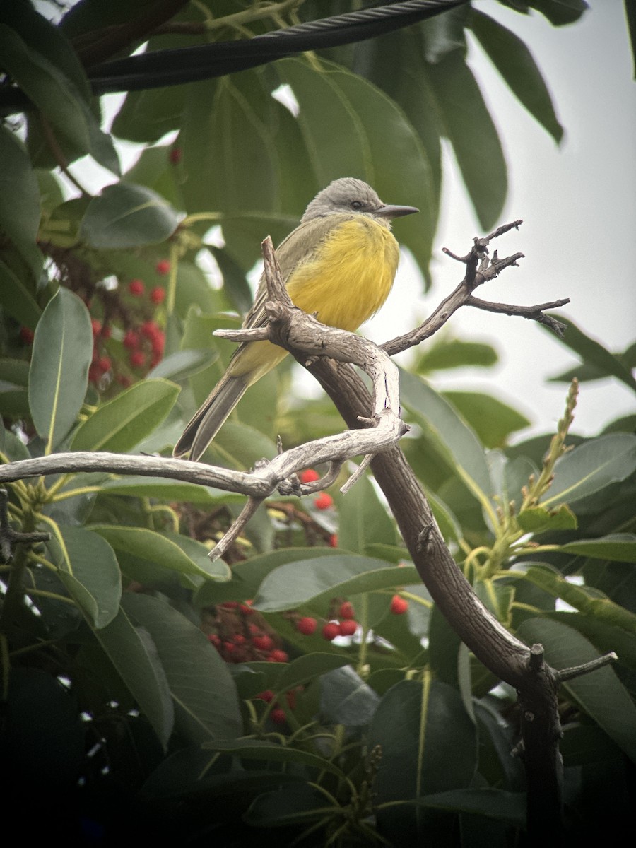 Tropical Kingbird - ML644680775