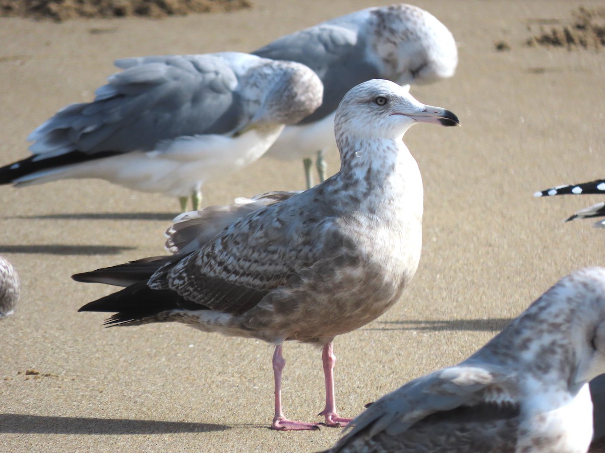 Kanadamöwe - ML644680799